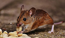 opossum-control Experts in Rife